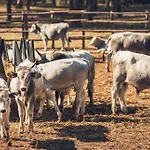 컨트리하우스 Poggiolivi Bio In Maremma 알베레세