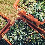 Poggiolivi Bio In Maremma *